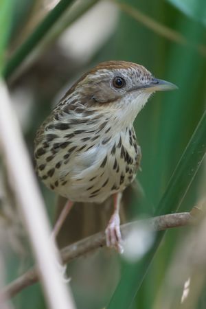 Puff-throated Babbler