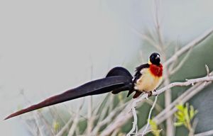Long-tailed Paradise Whydah