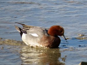 Eurasian Wigeon