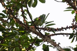 Chinese Barbet