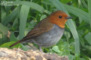 Japanese Robin