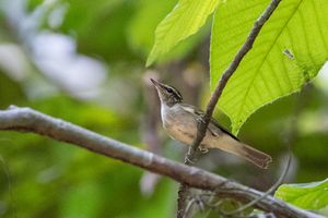 Large-billed Leaf Warbler