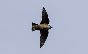 Eurasian Crag Martin