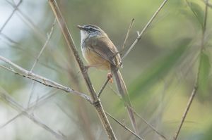 Hill Prinia