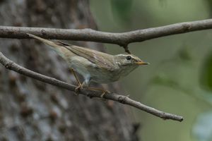 Arctic Warbler