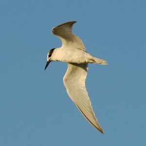 Little Tern