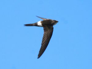 Fork-tailed Swift