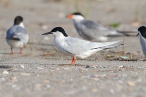 Roseate Tern