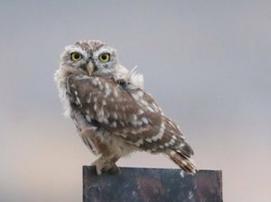 Little Owl
