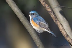 Red-flanked Bluetail