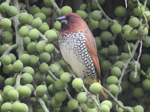 Scaly-breasted Munia