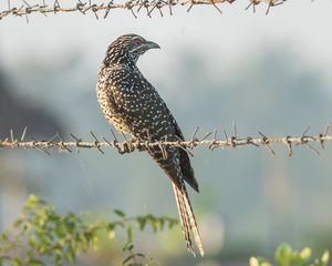 Asian Koel