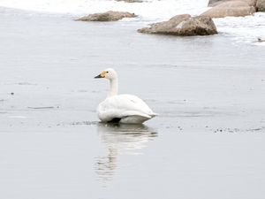 Tundra Swan