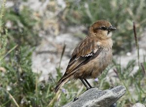 Rufous-necked Snowfinch