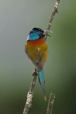 Green-tailed Sunbird