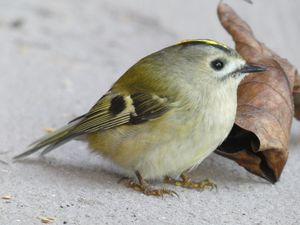 Goldcrest