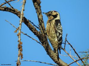 Lesser Spotted Woodpecker