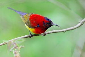 Mrs. Gould's Sunbird