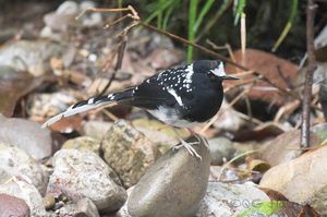 Spotted Forktail