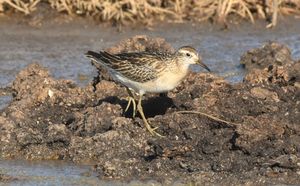 Sharp-tailed Sandpiper