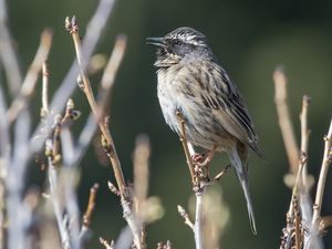 Black-throated Accentor