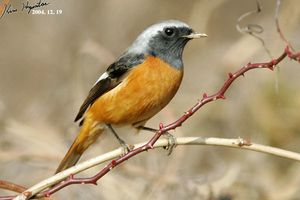 Daurian Redstart