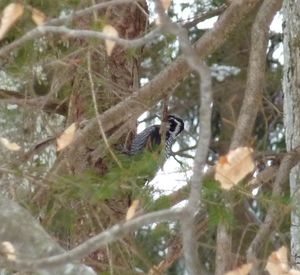 Eurasian Three-toed Woodpecker