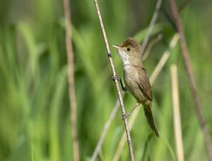 Thick-billed Warbler