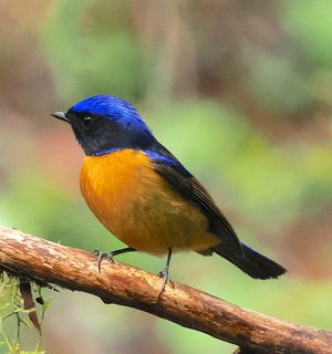 Rufous-bellied Niltava