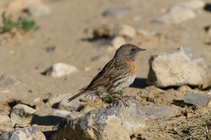 Robin Accentor