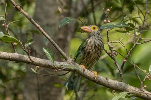 Lineated Barbet
