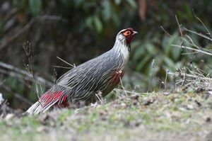 Blood Pheasant