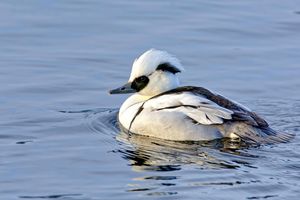Smew