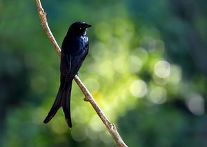 Black Drongo