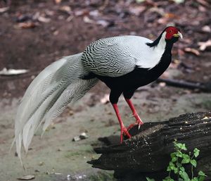 Silver Pheasant