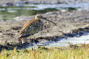 Eurasian Curlew