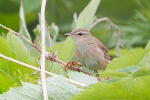 Middendorff's Grasshopper Warbler