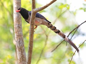 Red-billed Blue Magpie