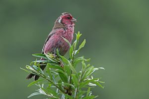 Chinese White-browed Rosefinch