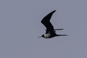 Lesser Frigatebird