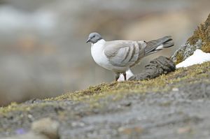 Snow Pigeon